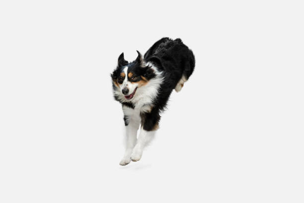 istock Cute happy Australian Shepherd dog running isolated over white background. 1306505303