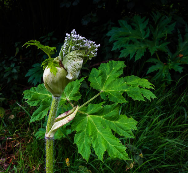 detail of a tobacco plant in Schleswig Holstein - Germany