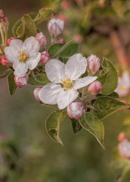 istock Blooming apple spring garden. Delicate flowers of the apple tree 1306505595