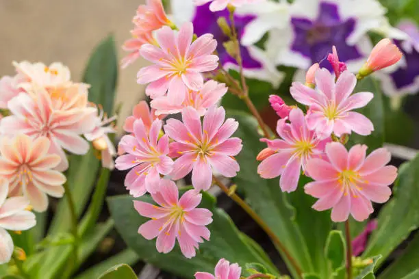 beautiful, petals, colors, sunny, white, perennial, cliff maids, close up, color, evergreen, iceland, summer, bloom, floral, pink, gardening, outdoor, fleshy, mixed, tranquil, purple, growth, pollen, bud, elise, elegance, photography, blossom, natural, bright, yellow, lewisia, lewisia cotyledon, botany, leaf, green, purslane, closeup, petal, maids, garden, flower, background，Lewisia，cotyledon