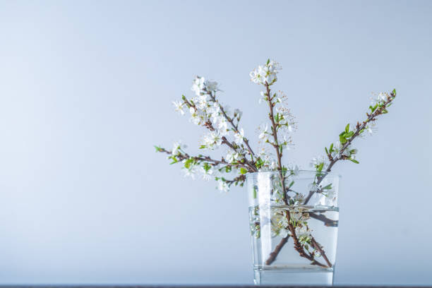 Branch of cherry blossom