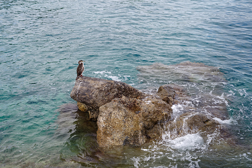 Cormorant standing on rock, Ligurian coast, Italy