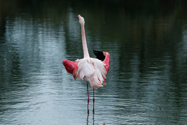 istock lonely flamingo flapping wings 1306506273