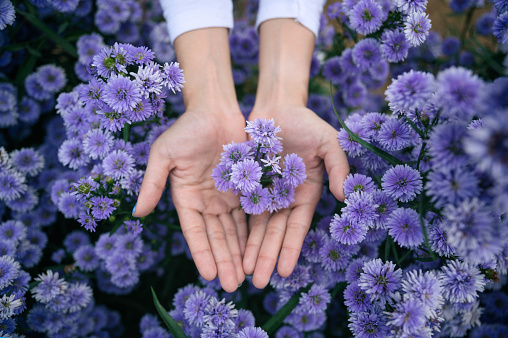 Top view of Woman palm holding purple Margaret flower blossom in the garden