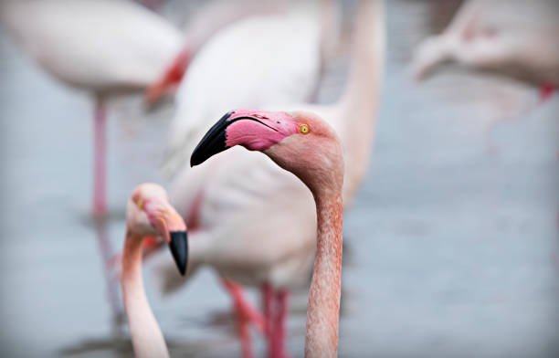 istock head of flamingo on blurred background 1306506907