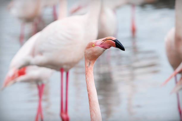 head of flamingo on blurred background