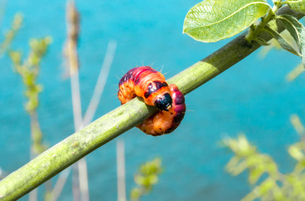 Selective focus of Cossus cossus caterpillar walking on branch, Goat moth is a moth of the family Cossidae