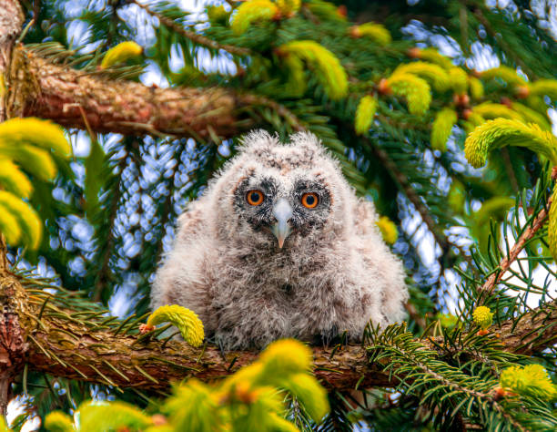 young grey long-eared owl sitting on green pine branch