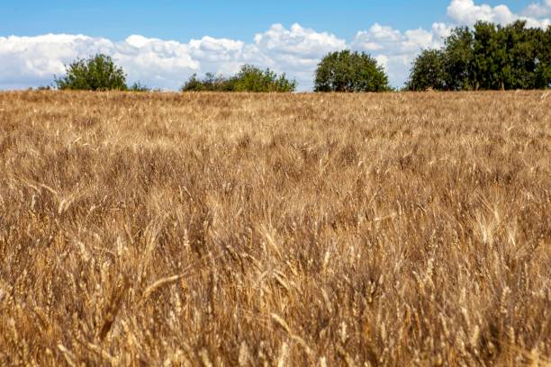 istock A Siclian wheat field - Grain Field 1306507189