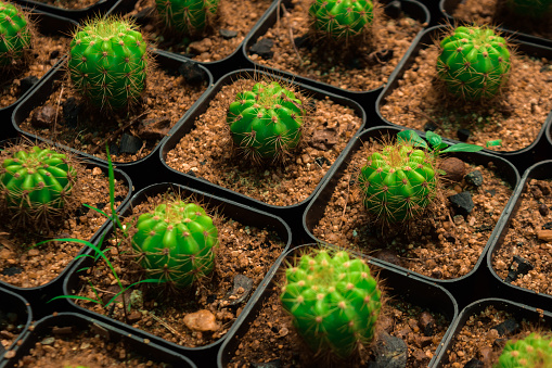 Golden Tiny Baby Ball Cactus Plants So cute Beautiful Scenario Image. This Image is Best for Wallpapers, Background, Magazine, Large Size Photos, Home Decorative Photos, and Book Printings and much more