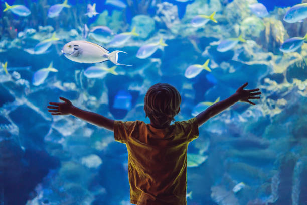 weinig jongen, jong geitje dat de shoal van vissen let die in oceanarium zwemmen, kinderen die onderwaterleven in aquarium genieten - vissenkom fotos stockfoto's en -beelden