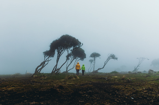 Young man and woman. in yellow and green jackets walking at the moody scenic terrain between the dark tress on the road to Kilimanjaro peak in Tanzania