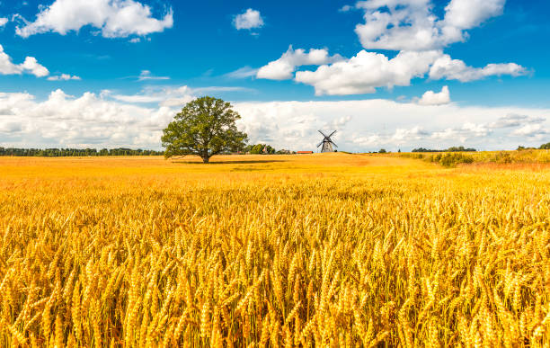 paesaggio agricolo con quercia solitaria, regione baltica, europa - oat farm grass barley foto e immagini stock