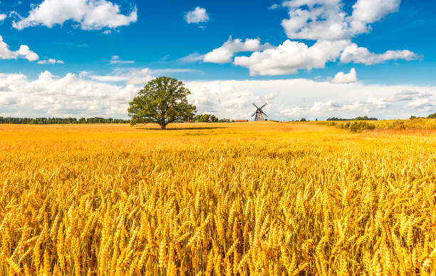 paisagem agrícola com carvalho solitário, região do báltico, europa - oat farm grass barley - fotografias e filmes do acervo
