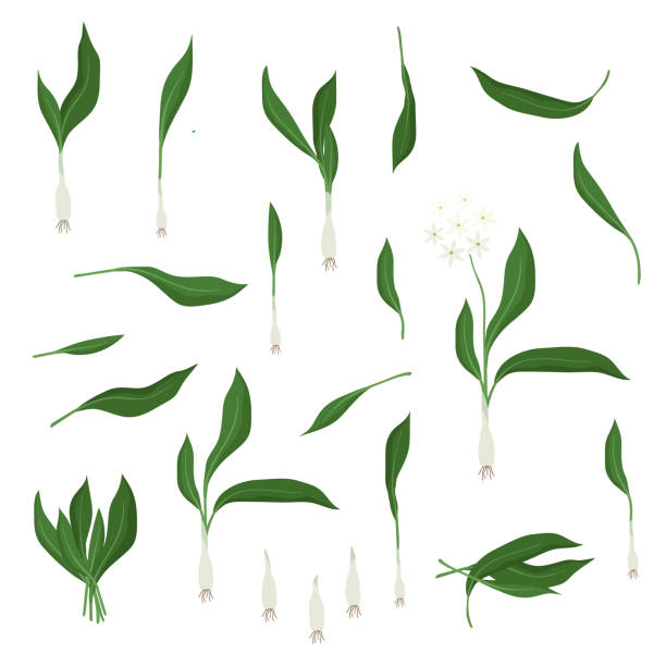 Wild garlic Wild garlic - vector illustration wild garlic leaves stock illustrations