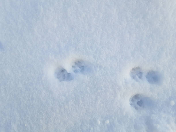 istock March cats. Cat footprints in the snow. Spring, morning. 1306508886