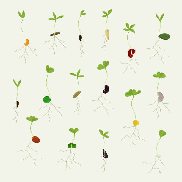 illustrations, cliparts, dessins animés et icônes de ensemble de graines croissantes - legume bean lentil cereal plant