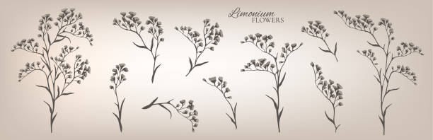 ilustrações, clipart, desenhos animados e ícones de galhos de limonium definidos. coleção floral. ilustração vetorial - limonium