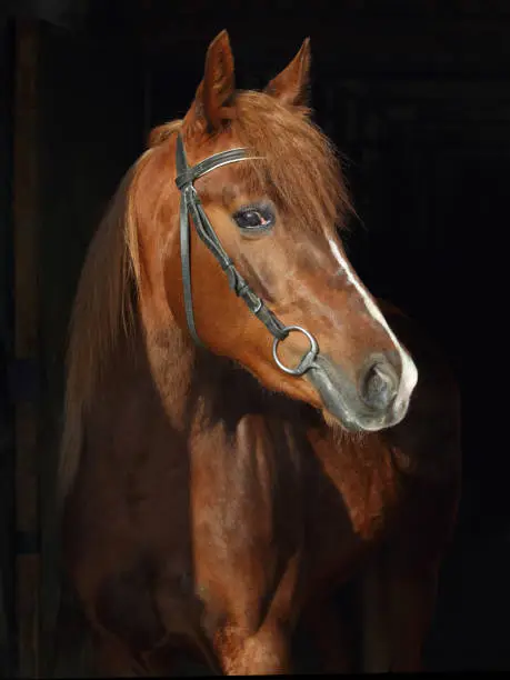 Arabian horse low key portrait in dark stable background