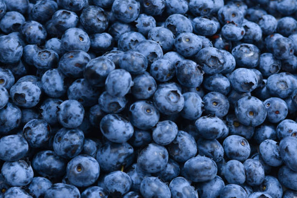 istock Fresh blueberry background. Texture blueberry berries close up. 1306510400