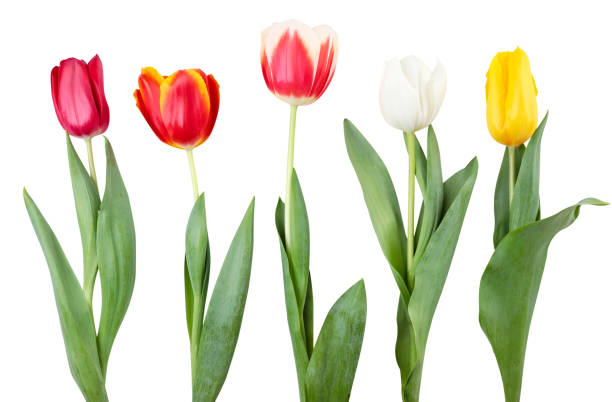 istock Set of multi-colored tulips on a white background. Isolated 1306510912