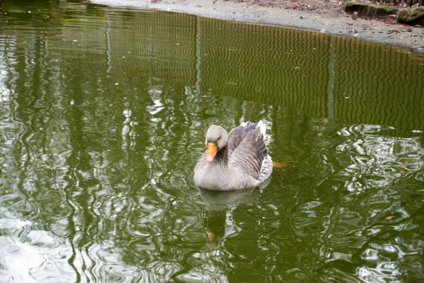 istock white and brown goose swims in a pond 1306511777