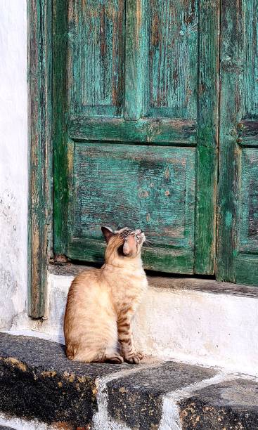 istock Cat at the door 1306512326