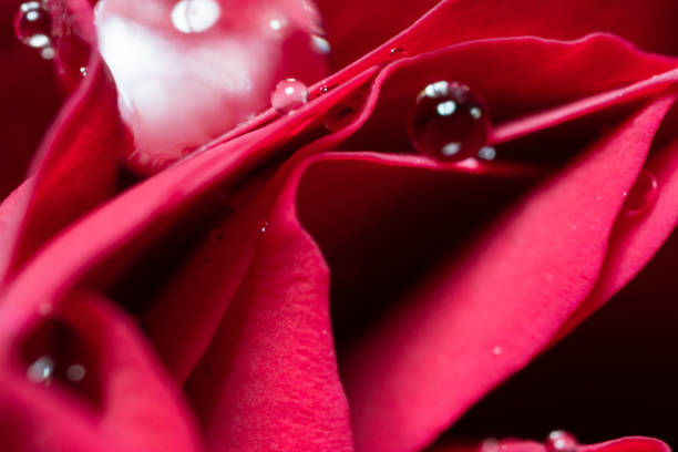 istock Small buds of red roses with water drops 1306512542