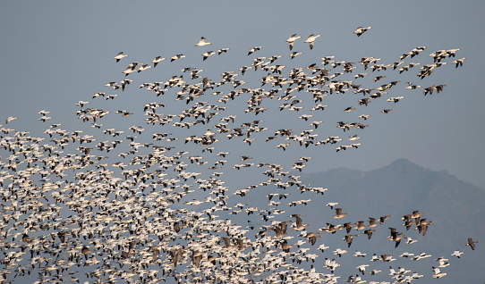 Snow Geese and White-Fronted Geese Take Flight in Colusa County California in front of the Sutter Buttes