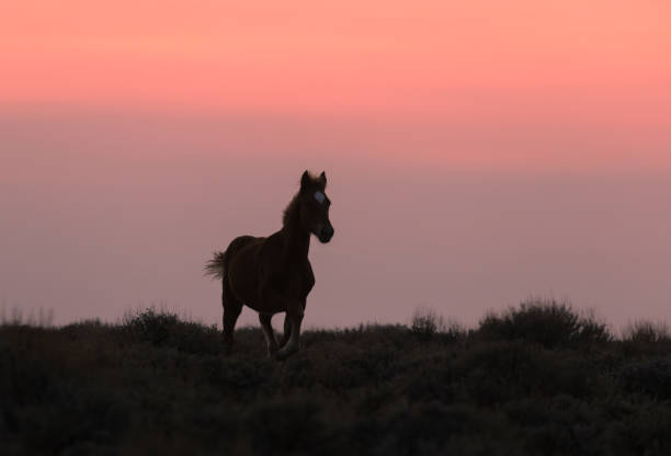 istock Wild Horse Silhouetted at Sunset 1306513642