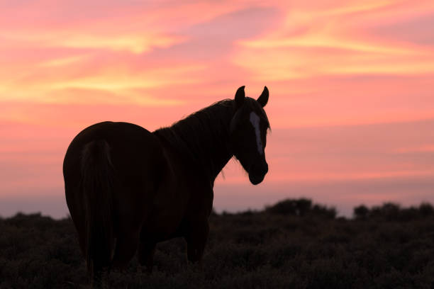 istock Wild Horse Silhouetted at Sunset 1306513664