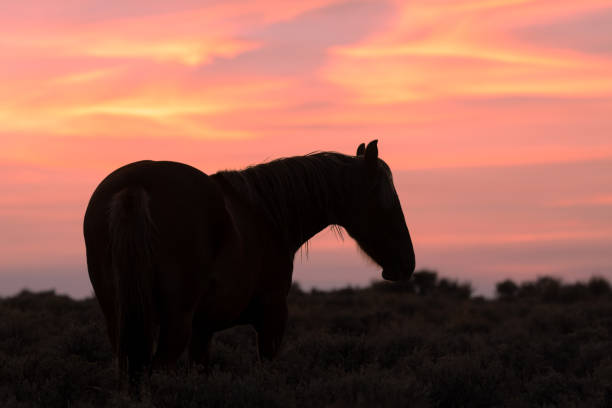 istock Wild Horse Silhouetted at Sunset 1306513741
