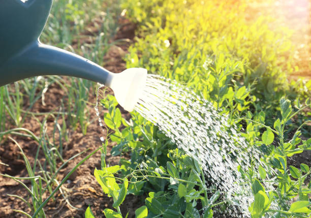 istock Watering can in the childs hands on garden background 1306514939