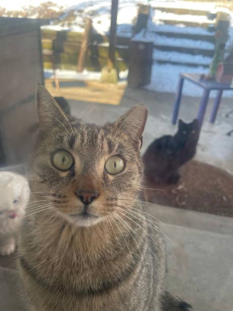 istock A feral cats gaze 1306515054