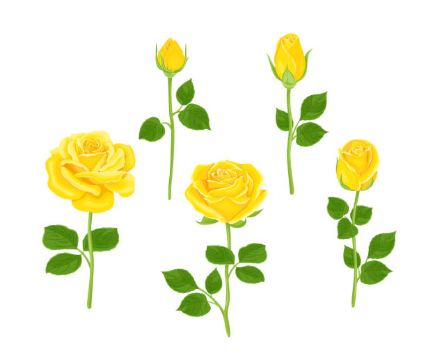 Set Of Yellow Roses Of Different Shapes Vector Illustration Of Blooming  Flowers And Buds With Stems And Green Leaves In Cartoon Flat Style Floral  Collection Stock Illustration - Download Image Now - iStock