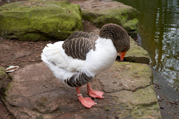 istock white and brown goose is cleaning itself at a pond 1306515325