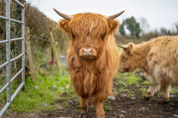 Minature Scottish Highland Cattle in a field.