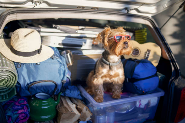 サングラスをかけたかわいい犬の肖像画、フルカーのトランクに滞在、休暇の準備ができています。 - キャンプ　準備 ストックフォトと画像