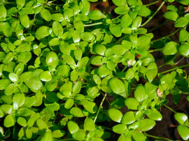 istock Water starwort growing in the pond. 1306518547