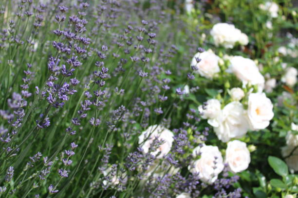 istock white roses and lavender in the garden 1306518575