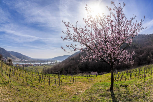 istock Apricot trees during spring time in Wachau valley, Austria 1306519676