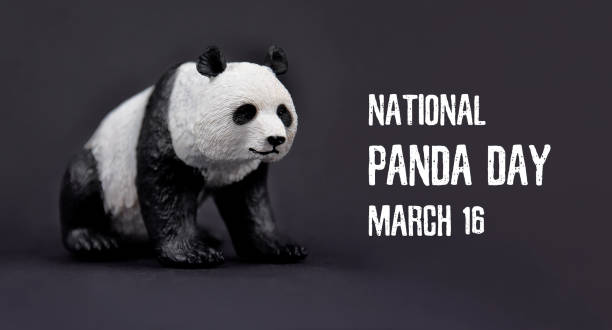 National Panda Day stock images