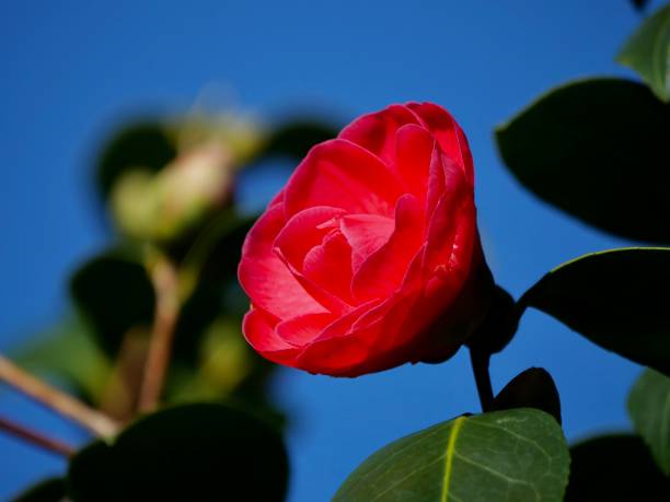 istock Red flower of camellia 1306519917