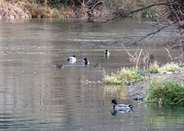 istock wild ducks swim in the river 1306520014
