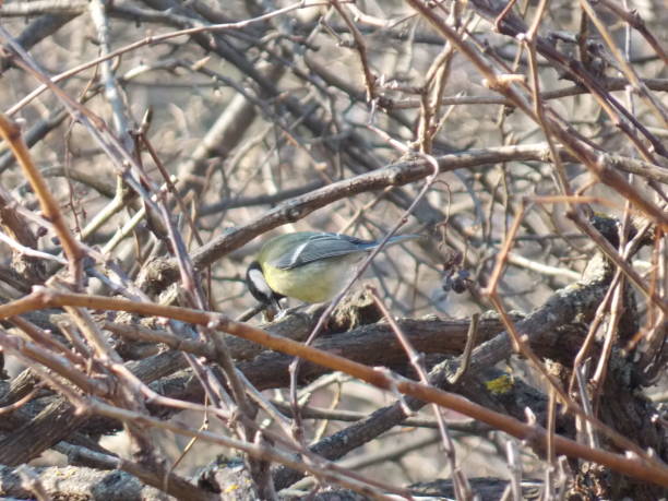 istock a small yellow bird on a branch in the snow 1306520093