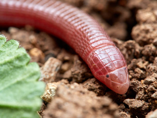 blanus cinereus - cinereous photos et images de collection