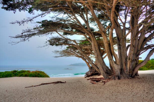 istock Beach Scene in Morning-Carmel,  California 1306522403