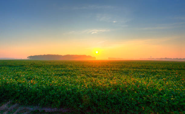 istock Sunrise over a soybean field-Tipton County Indiana 1306522713