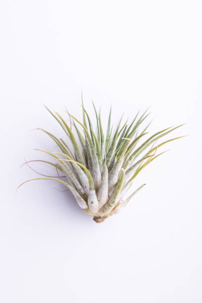 Tillandsia on white background. Air plant that does not need soil Green Air Plant (Tillandsia) on clean white background. air plant stock pictures, royalty-free photos & images