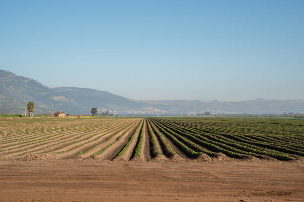 istock Field at Agmon Hahula Nature Reserve in Israel 1306524967